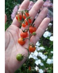 Семена томата Свит Пиа- коллекционный сорт