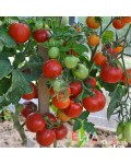 Семена томата Сибирячка Тося - коллекционный сорт