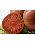 Семена томата Углерод - коллекционный сорт