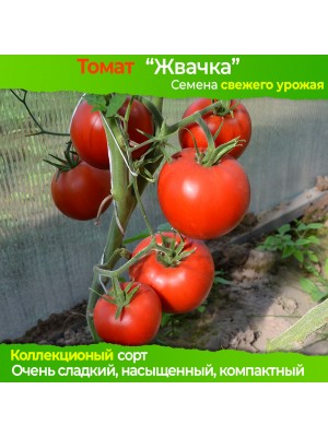 Семена томата Жвачка (гном) - коллекционный сорт