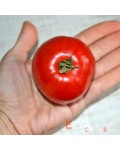 Семена томата Жвачка (гном) - коллекционный сорт