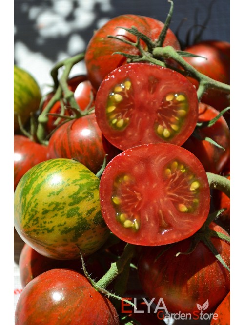 Семена томата Спайк - коллекционный сорт