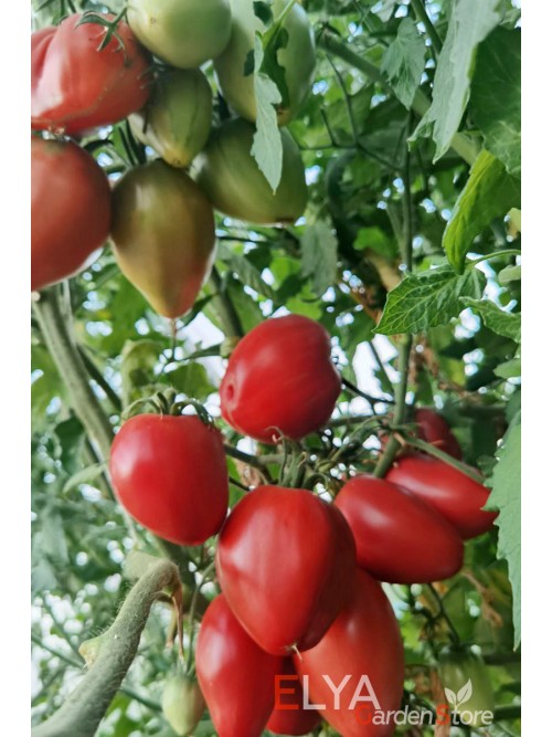 Семена томата Яйцо Быка с реки Гуадаррама - коллекционный сорт