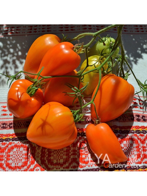Семена томата Ночная Свеча - коллекционный сорт