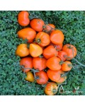 Семена томата Ночная Свеча - коллекционный сорт