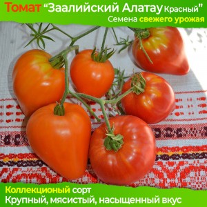 Семена томата Заилийский Алатау Красный - коллекционный сорт
