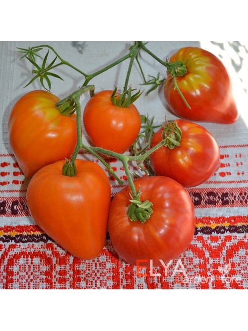 Семена томата Заилийский Алатау Красный - коллекционный сорт