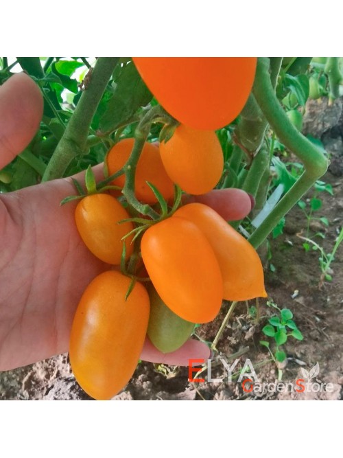 Семена томата Юстина - коллекционный сорт