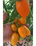 Семена томата Юстина - коллекционный сорт