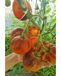 Семена томата Блю Джоли - коллекционный сорт