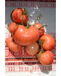 Семена томата Сердце Иванушки - коллекционный сорт