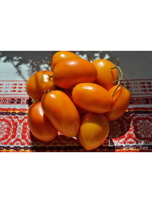 Семена томата Полтавская Галушка - коллекционный сорт