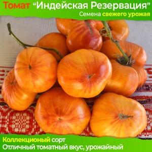 Семена томата Индейская Резервация - коллекционный сорт
