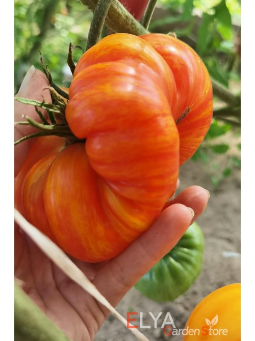 Семена томата Индейская Резервация - коллекционный сорт