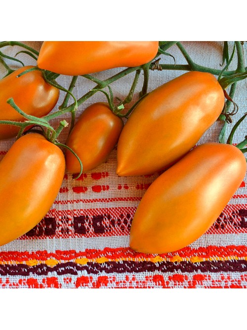 Семена томата Ириска - коллекционный сорт