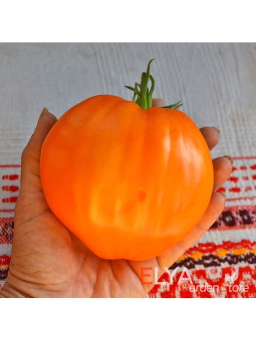 Семена томата Сердце Пустыни - коллекционный сорт