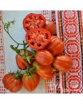 Семена томата Антико Канестрино - коллекционный сорт