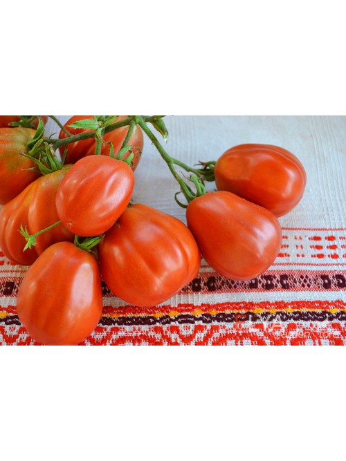 Семена томата Антико Канестрино - коллекционный сорт