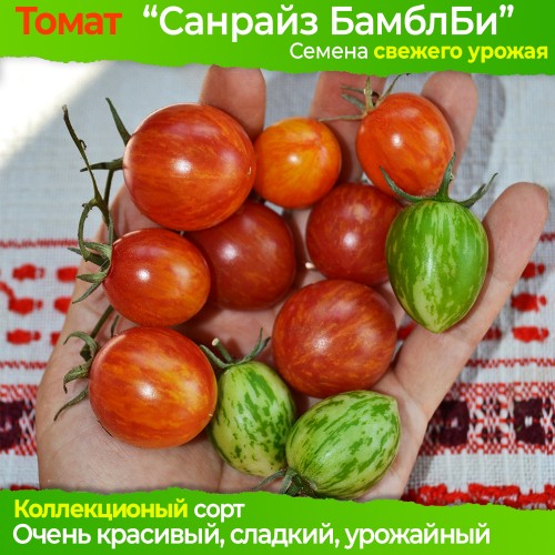 Семена томата Санрайз Бамбл Би - коллекционный сорт