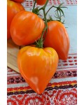 Семена томата Желтое Озеро Брет - коллекционный сорт