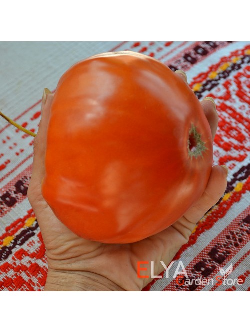 Семена томата Индира Ганди - коллекционный сорт
