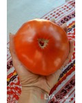 Семена томата Индира Ганди - коллекционный сорт
