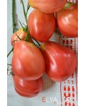 Семена томата Тюрбан Рены - коллекционный сорт