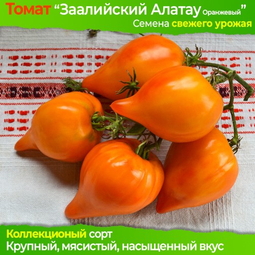 Семена томата Заилийский Алатау желто-оранжевый - коллекционный сорт