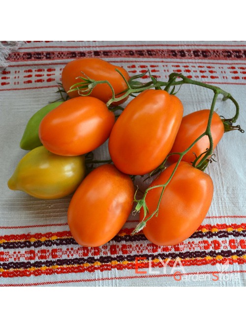 Семена томата Золото Колчака - коллекционный сорт