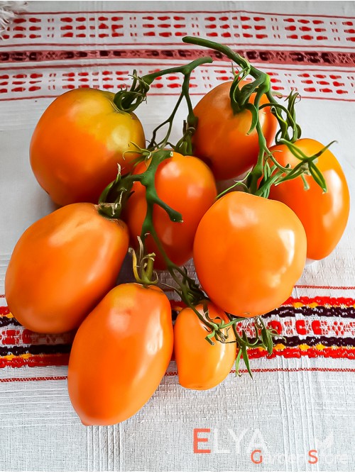 Семена томата Курага - коллекционный сорт