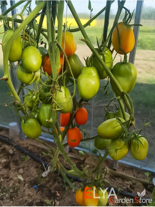 Семена томата Курага - коллекционный сорт