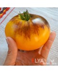 Семена томата Великолепный Белый + P20 - коллекционный сорт