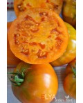Семена томата Коричневый Дерби с фермы Эльзеров - коллекционный сорт