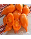 Семена томата Оранжевая Прогулка - коллекционный сорт