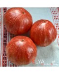 Семена томата Джаз - коллекционный сорт