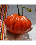 Семена томата Карл - коллекционный сорт