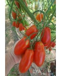 Семена томата Тегусигальпа - коллекционный сорт