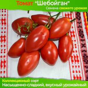 Семена томата Шебойган - коллекционный сорт