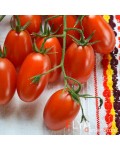 Семена томата Даттерини - коллекционный сорт
