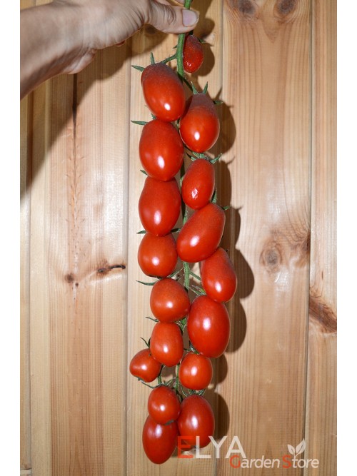 Семена томата Даттерини - коллекционный сорт