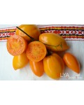 Семена томата Калькутта - коллекционный сорт