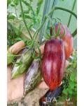 Семена томата Гурман (сливка) - коллекционный сорт