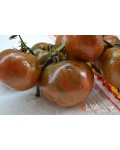 Семена томата Энди Сорок (гном) - коллекционный сорт