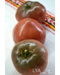 Семена томата Бренди Фред (гном) - коллекционный сорт