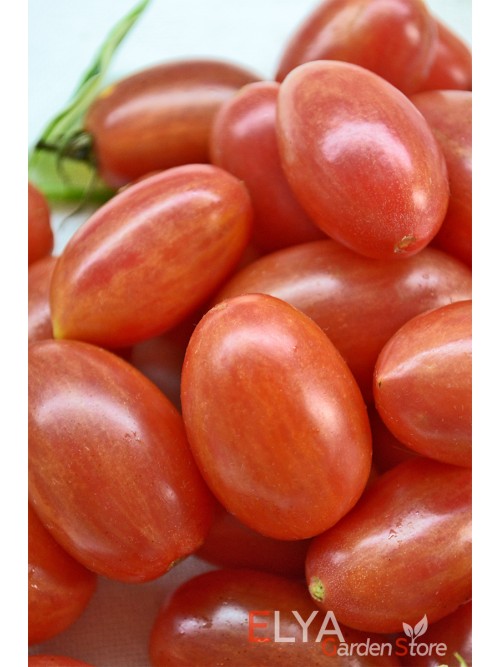 Семена томата Маглия Роза - коллекционный сорт