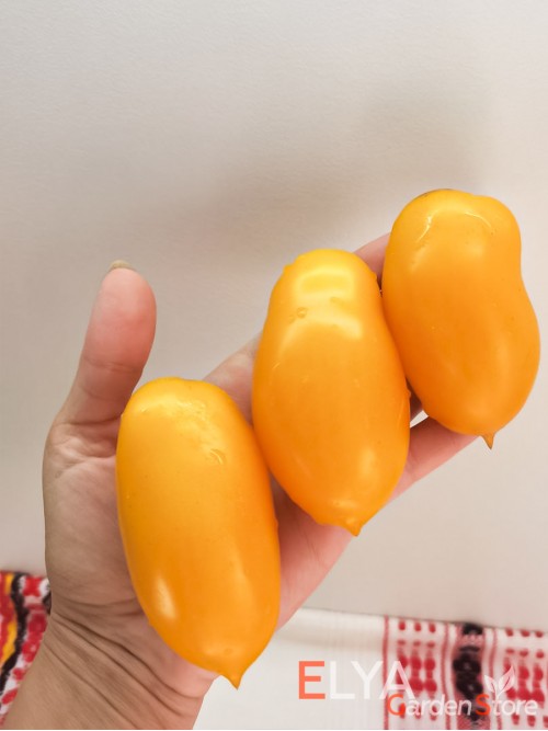 Семена томата Золотой Дождь - коллекционный сорт