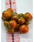 Семена томата Терракотовый Торбена - коллекционный сорт