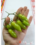 Семена томата Танцующие Зеленые Пальчики - коллекционный сорт