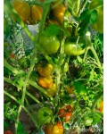 Семена томата Ярсон 17 - коллекционный сорт