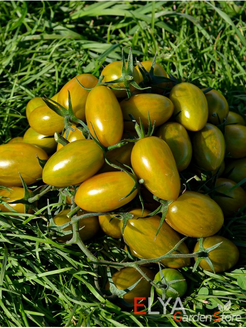 Семена томата Хаки Полосатый - коллекционный сорт